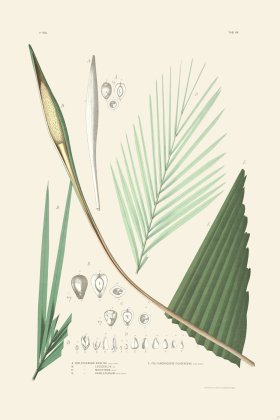 Rodrigues Palm Front 057