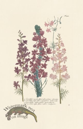 (image for) Weinmann PL 411