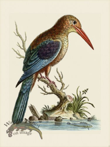 (image for) Edwards 008 Great Kingfisher