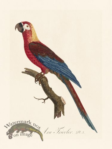 Barraband Parrot 005