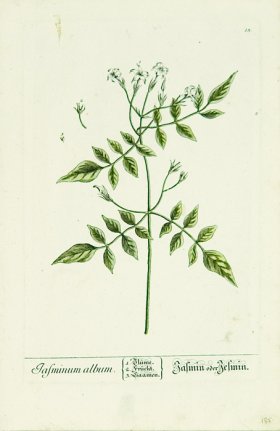 Blackwell German 241