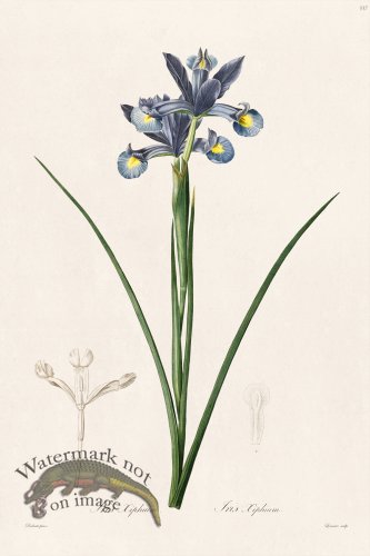 (image for) Les Liliacees Redoute 337