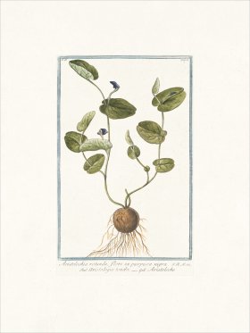 Bonelli 180 snakeroot