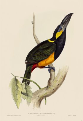 (image for) Langsdorfs Aracari