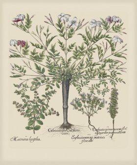 Besler 148 Colored B2