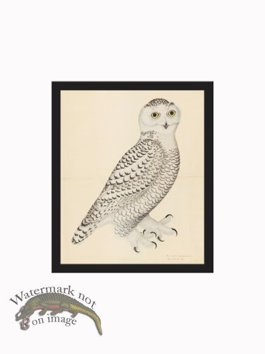 (image for) Rudbeck CFA_BF 30 Snowy Owl