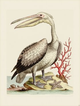 Edwards 092 Pelican