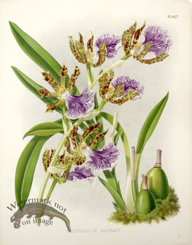 (image for) Linden Orchids 15