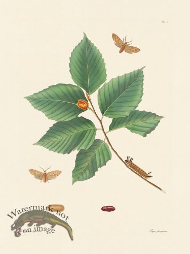 (image for) Abbot Butterfly 075