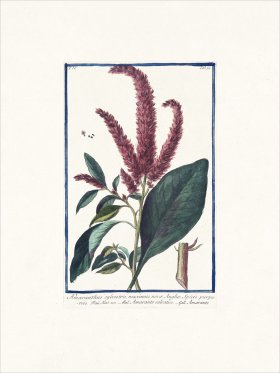 Bonelli 354 Wild Amaranth