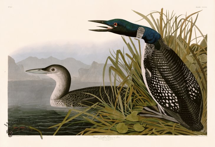 (image for) 306 Great Northern Diver