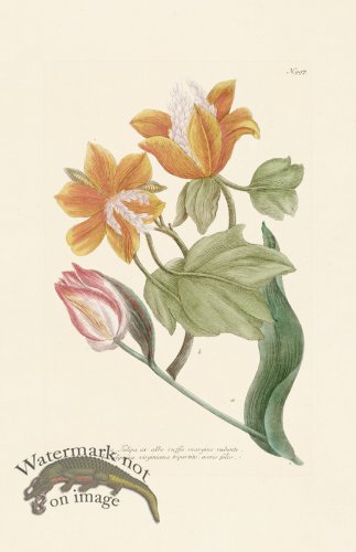 (image for) Weinmann Pl 997