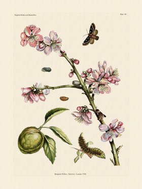 Wilkes Butterflies 089