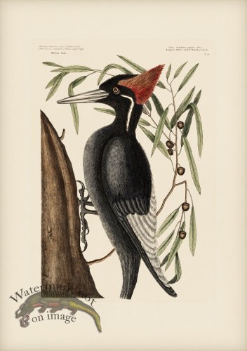 (image for) 016 Largest White Billed Woodpecker