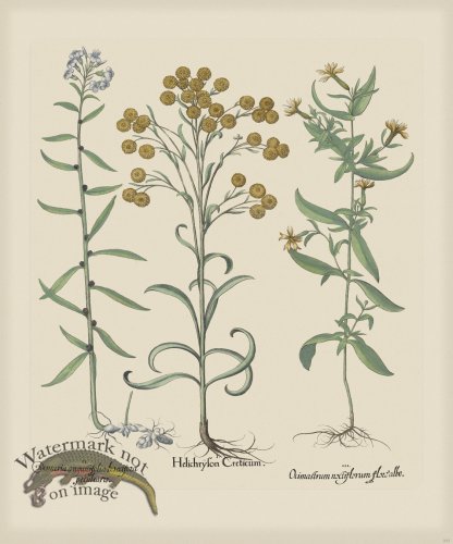 (image for) Besler 237 Colored B2