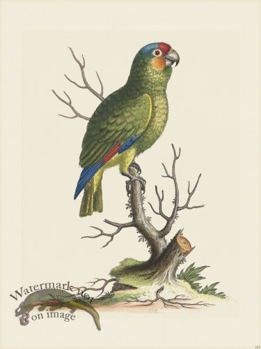 (image for) Edwards 164 Lesser green Parrot