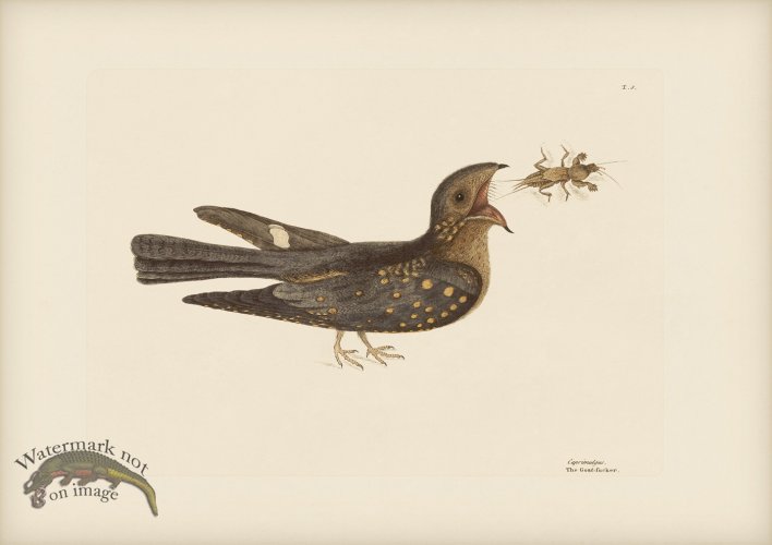 (image for) 008 Goat Sucker