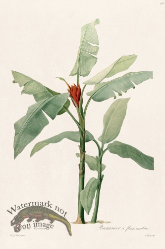 (image for) Les Liliacees Redoute 307