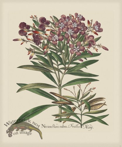 (image for) Besler 140 Colored B2