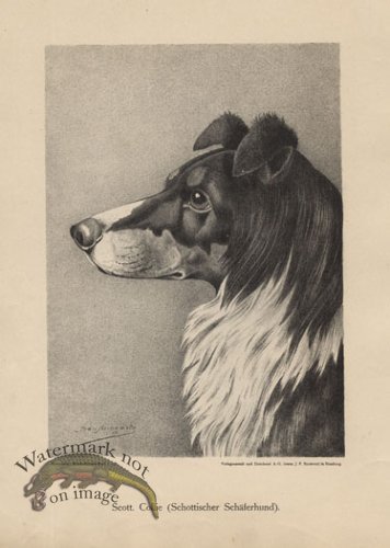 (image for) 1890s Dogs 44