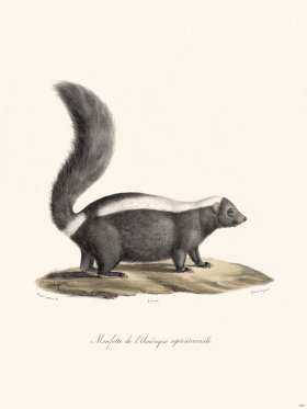 Cuvier 205 Skunk N America