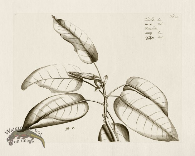 (image for) HORTUS VOl 03 64