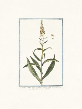 Bonelli 188 Yellow Foxglove