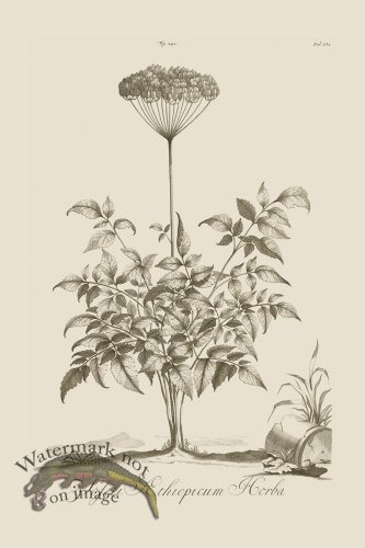 (image for) Abraham Munting 240