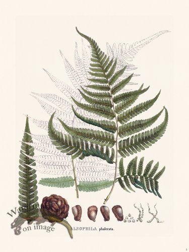 (image for) Ferns of Brazil 03