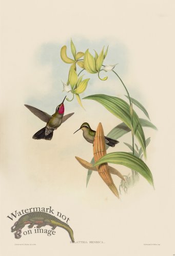 (image for) Gould Hummingbird 062
