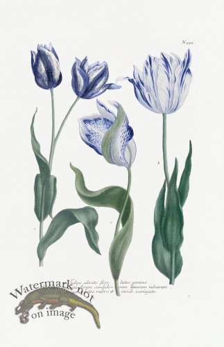 (image for) Blue Weinmann Pl 992