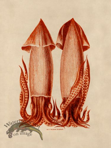 (image for) Octopus Orange 43