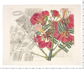 Curtis Botanical 072