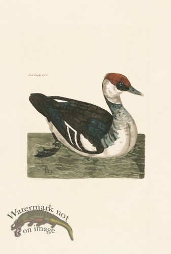 (image for) Pennant Zoology 061