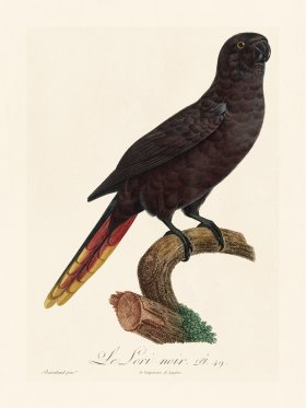 Barraband Parrot 049