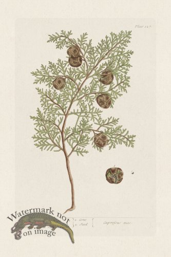 (image for) BEE 127 The Male Cyprefs Tree