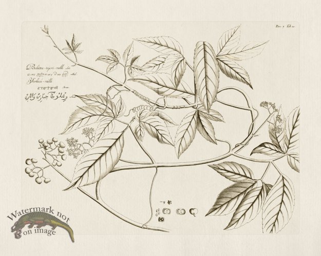 (image for) HORTUS VOl 07 10