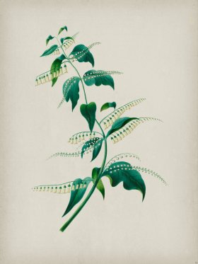 Andean Botanicals 015