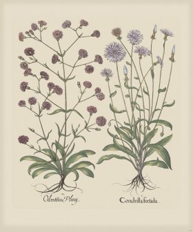 Besler 256 Colored B2