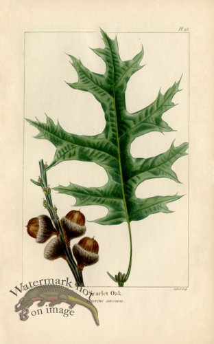 (image for) Scarlet Oak