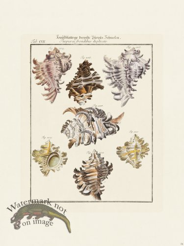 (image for) Martini Shells 054