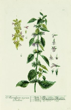 Blackwell German 147