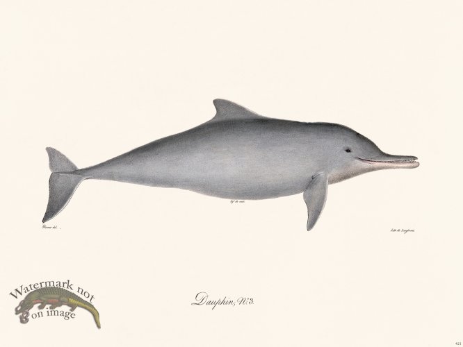 (image for) Cuvier 421 Dauphin N 3