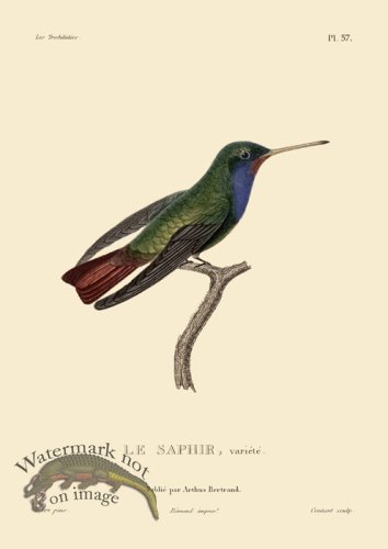 (image for) Humming Bird 57