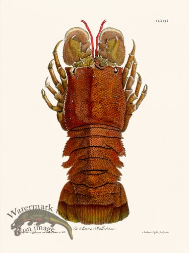 (image for) Knorr Sealife 42