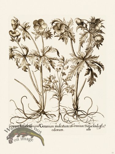 (image for) Besler 022 B1