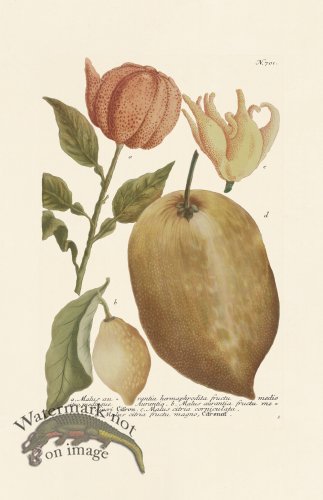 (image for) Weinmann PL 701