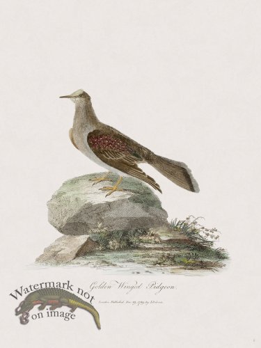 8 New Holland Caffowary