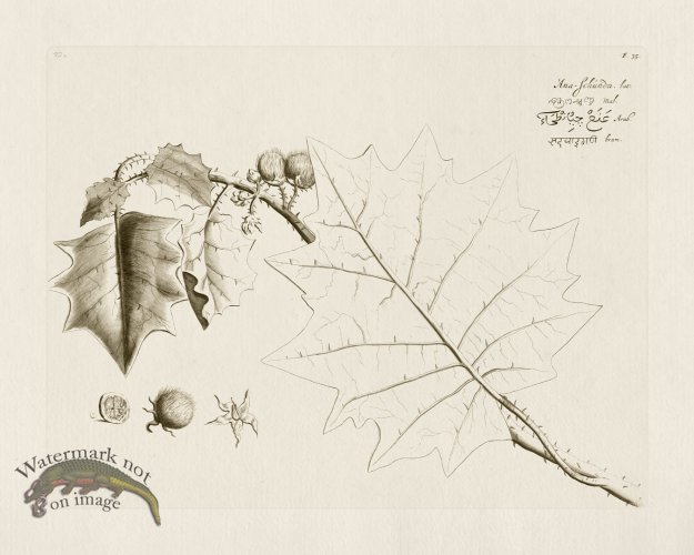 (image for) HORTUS VOL 02 35