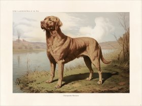 CFA Dog Chesapeake Retriever 03